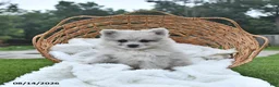 Pomeranian dogs for sale: Luke - Ad 3