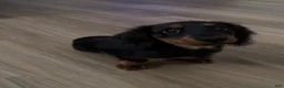 Miniature Dachshund dogs for sale: Frankie - Ad 3