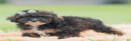 Toy Poodle dogs for sale: Chuckie - Ad 6
