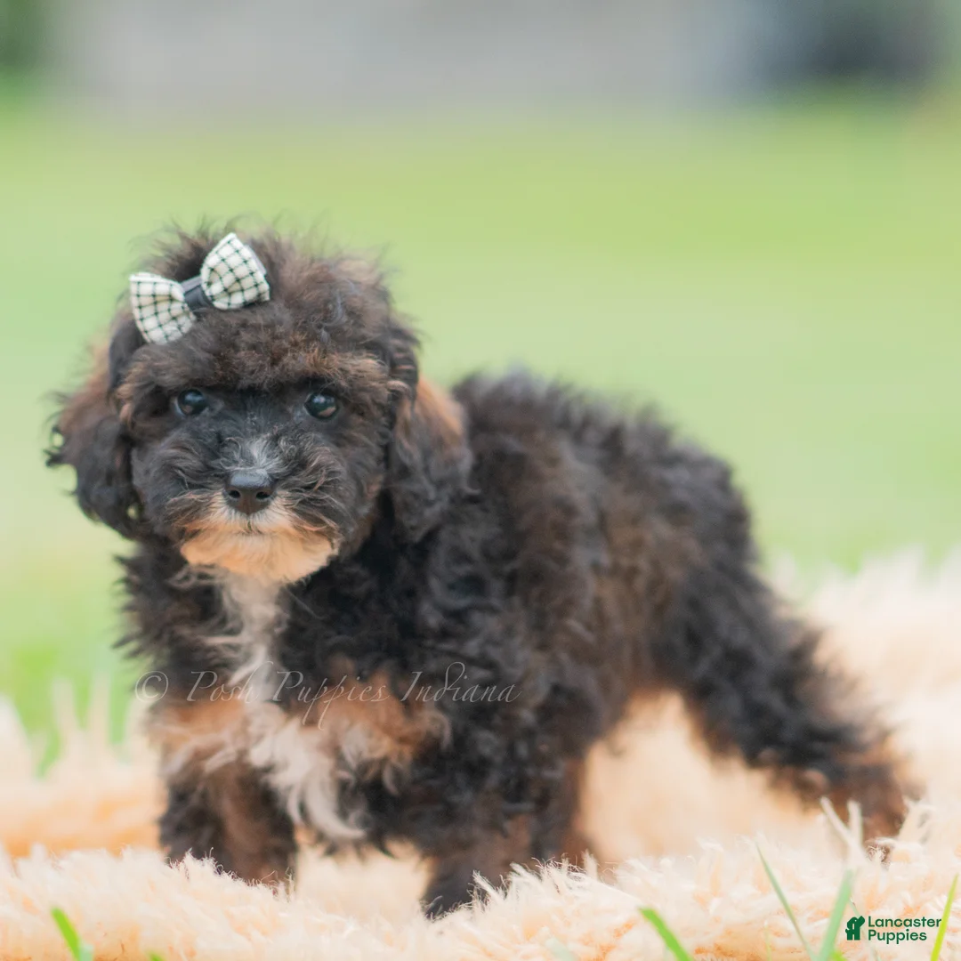 Toy Poodle dogs for sale: Chuckie - Ad 6