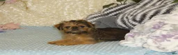 Brussels Griffon dogs for sale: Bonnie - AKC - Ad 4