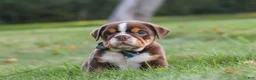Beabull dogs for sale: Rocket - Ad 1
