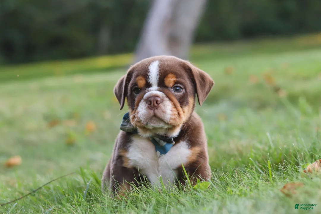 Beabull dogs for sale: Rocket - Ad 1