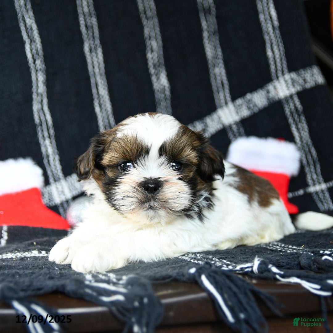 Shih Tzu dogs for sale: Orbit - Ad 2