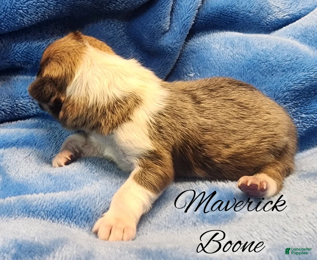 Welsh Corgi Pembroke dogs for sale: Maverick Boone - Ad 3
