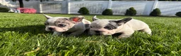 French Bulldog dogs for sale: Ying - Ad 5