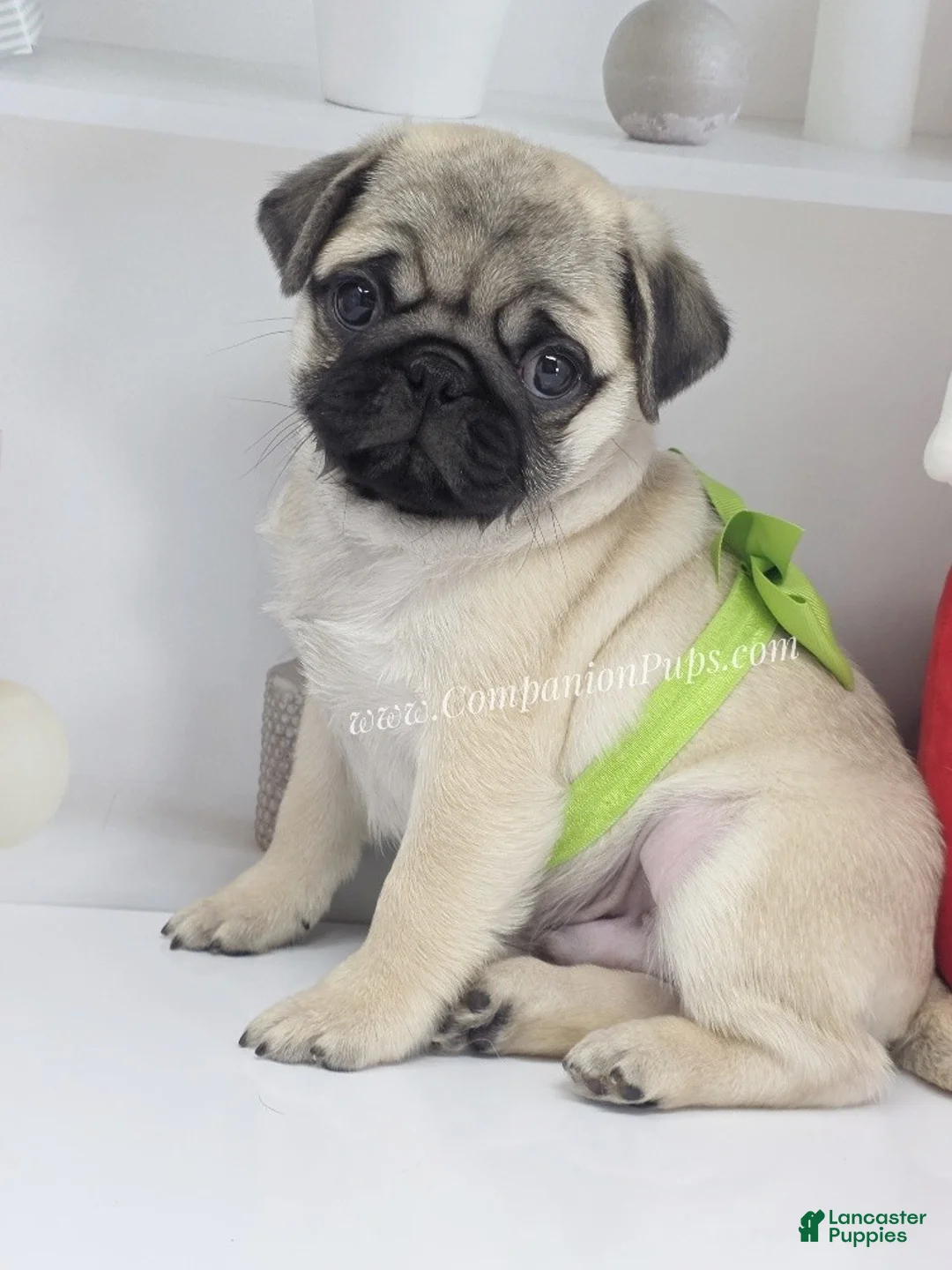 Pug dogs for sale: Clover - Silver Fawn Pug Puppy - Ad 6