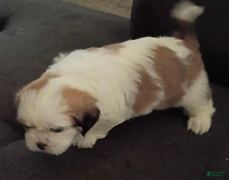 Shih Tzu dogs Shih Tzu 4 - Ad 26