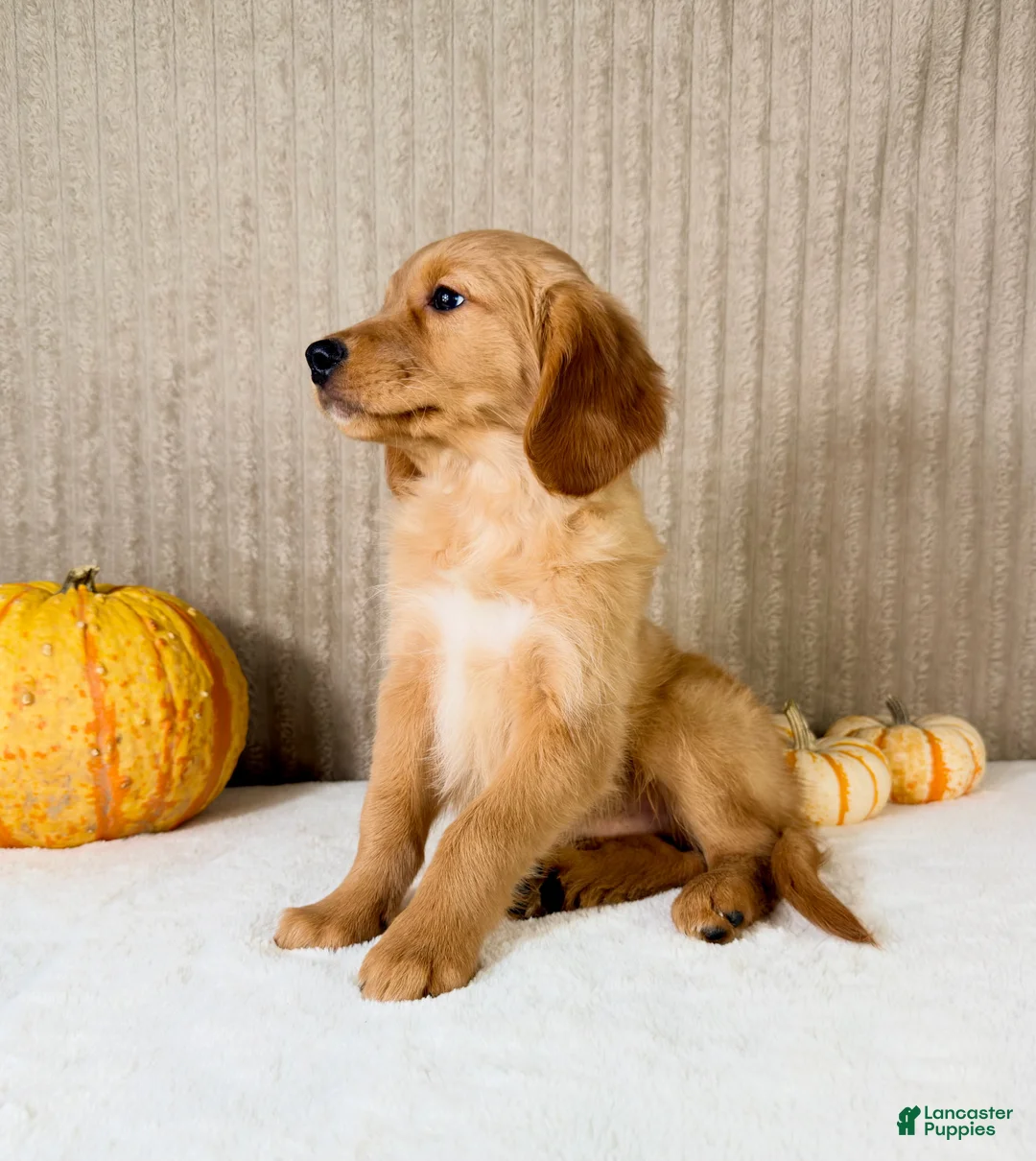 Golden Retriever dogs for sale: Rocco - Ad 1
