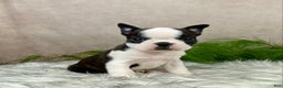 Boston Terrier dogs for sale: Mr. Ace - Ad 3