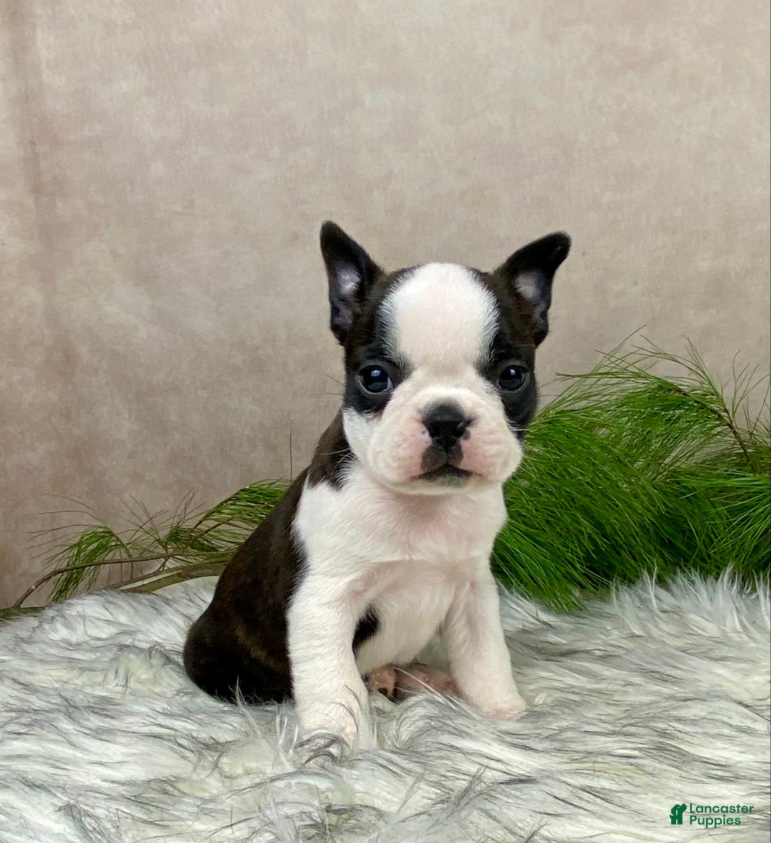 Boston Terrier dogs for sale: Mr. Ace - Ad 3