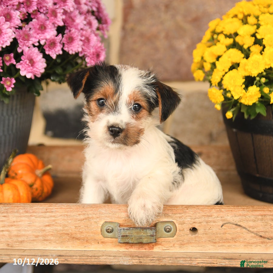Shorkie dogs Abby - Ad 1