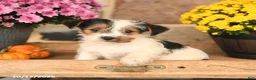 Shorkie dogs for sale: Abby - Ad 1