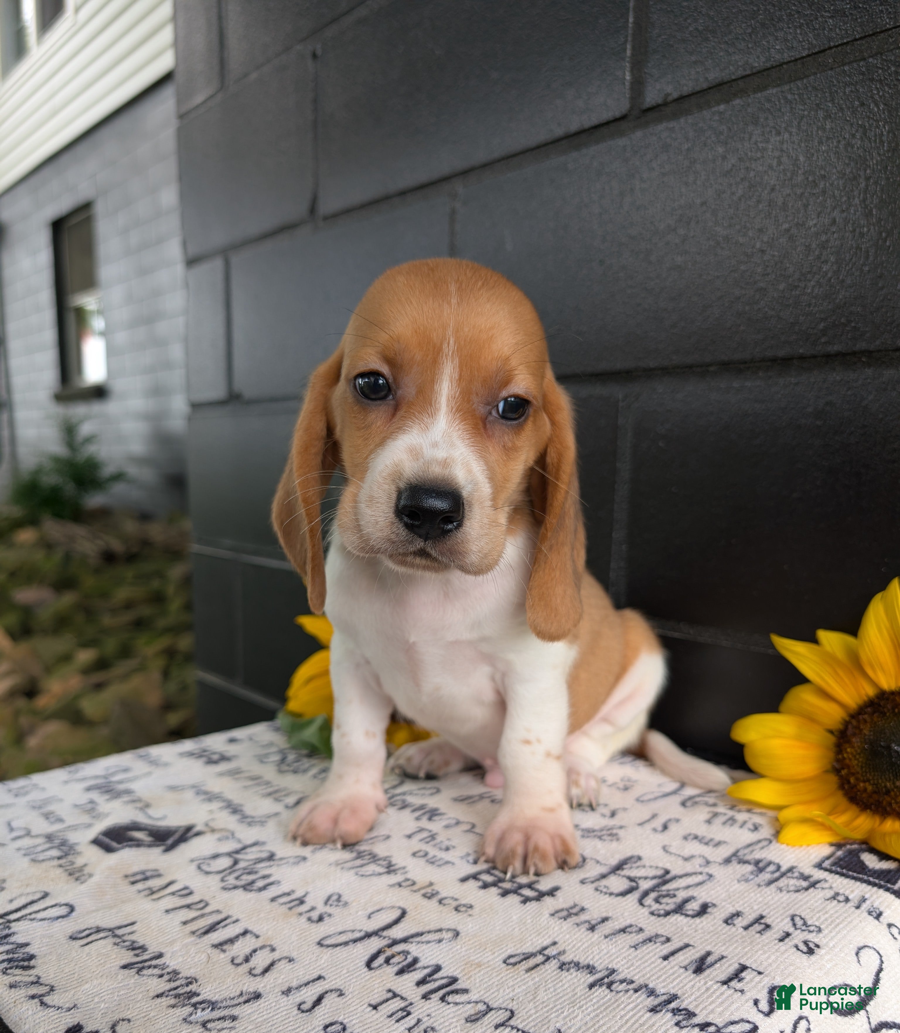 Mixed Breed dogs Glenn  - Ad 1
