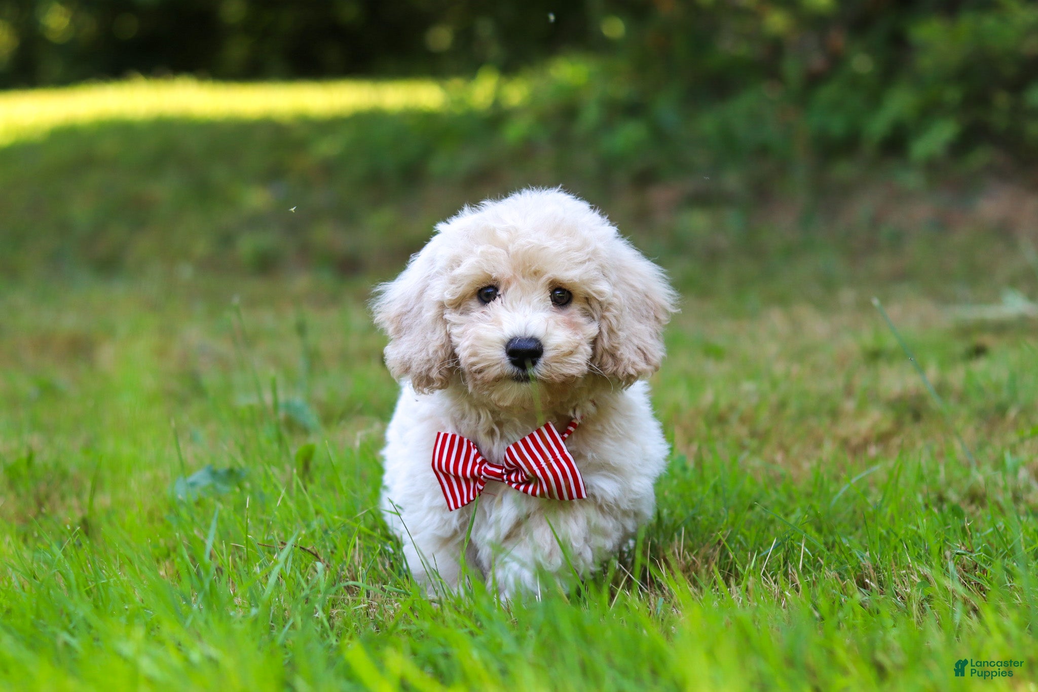 Bichpoo dogs Milo - Ad 2