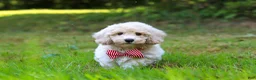 Bichpoo dogs for sale: Milo - Ad 2