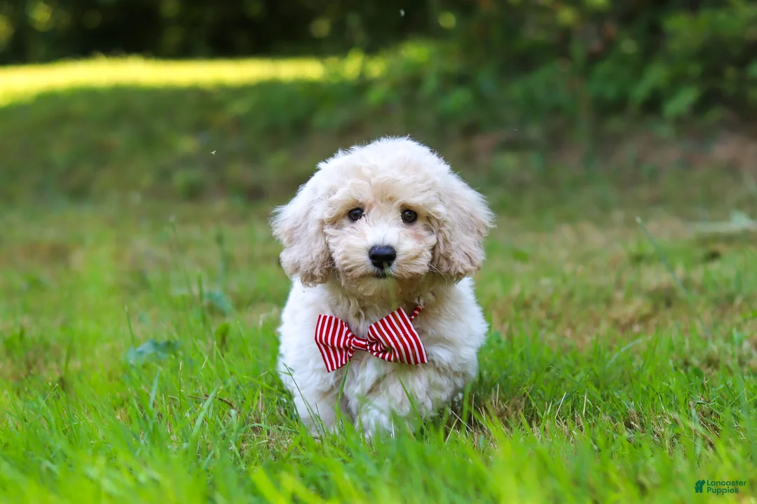 Bichpoo dogs for sale: Milo - Ad 2