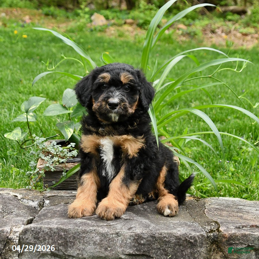 Mini Bernedoodle dogs for sale: Lawrence - Ad 4