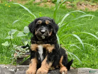 Mini Bernedoodle dogs for sale: Lawrence - Ad 4
