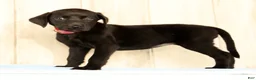 Labrador Retriever dogs for sale: Boba - Ad 3