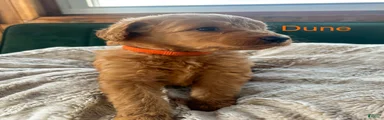 Dune