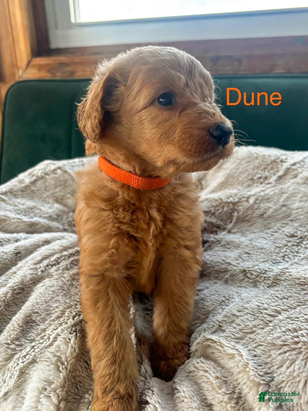 Goldendoodle dogs for sale: Dune - Ad 1