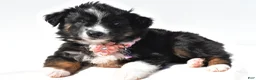 Miniature Australian Shepherd dogs for sale: Izzy - Ad 7