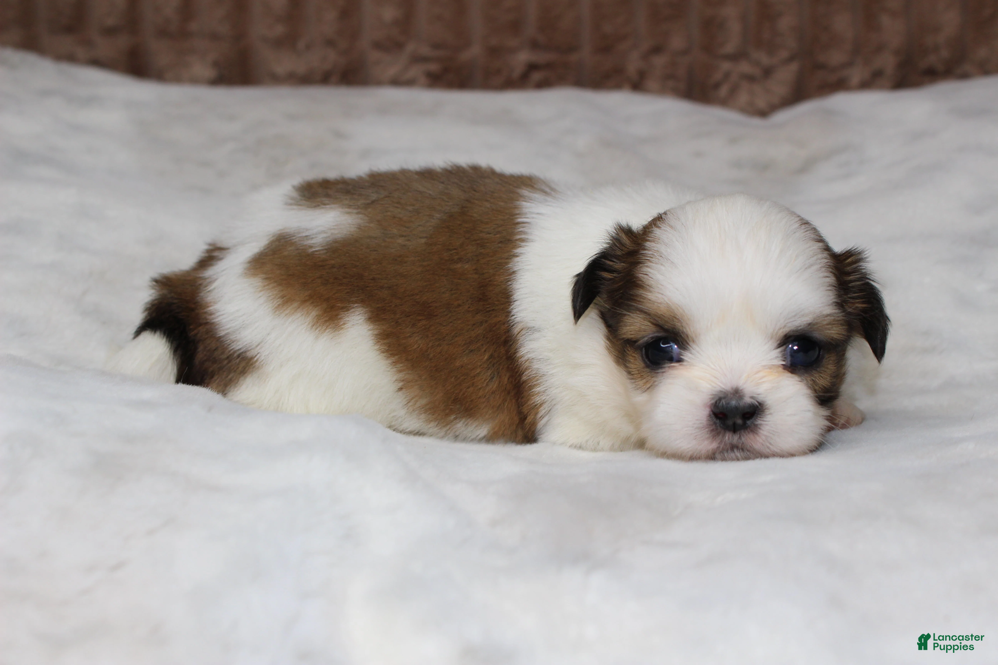 Shih Tzu dogs Bella - Ad 33