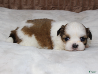 Shih Tzu dogs Bella - Ad 33
