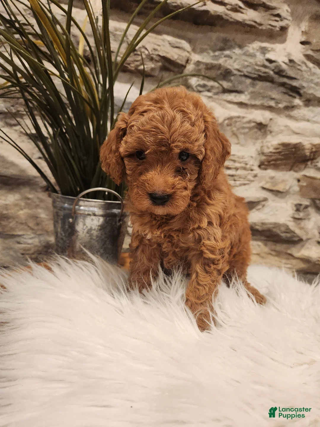 Mini Goldendoodle dogs for sale: BREEZE - Mini Goldendoodle Puppy 9 - Ad 2