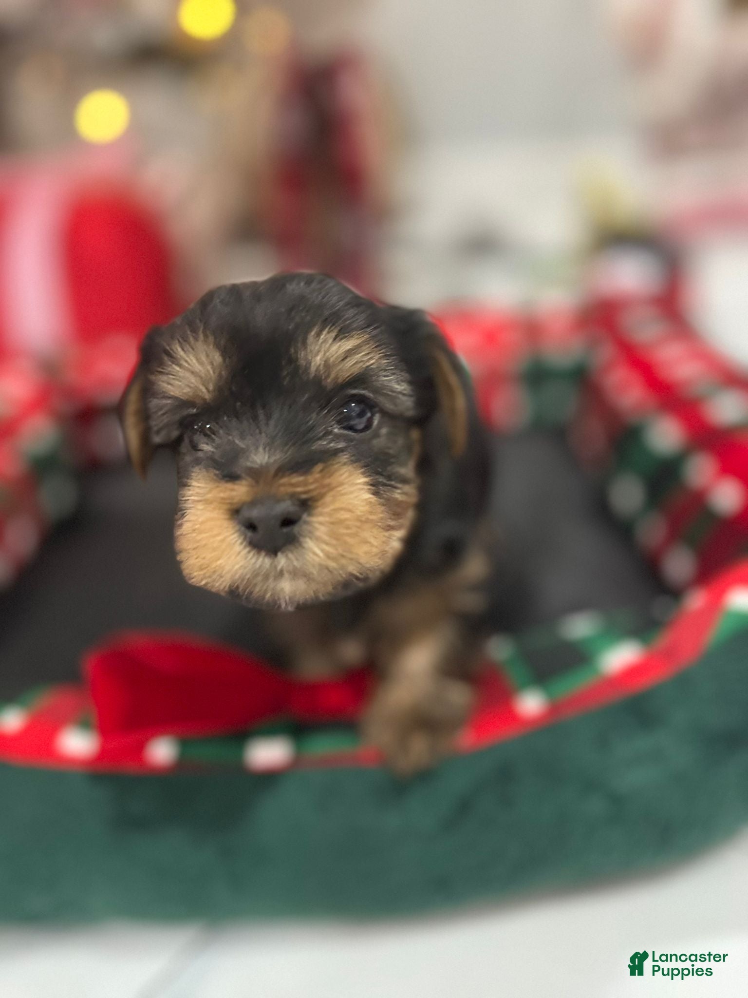 Yorkshire Terrier dogs Yorkshire Terrier Puppy 1 - Ad 8