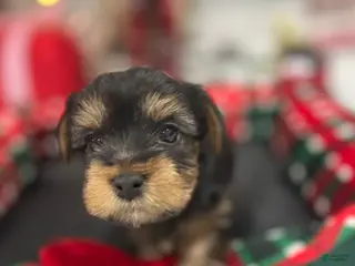 Yorkshire Terrier dogs Yorkshire Terrier Puppy 1 - Ad 23