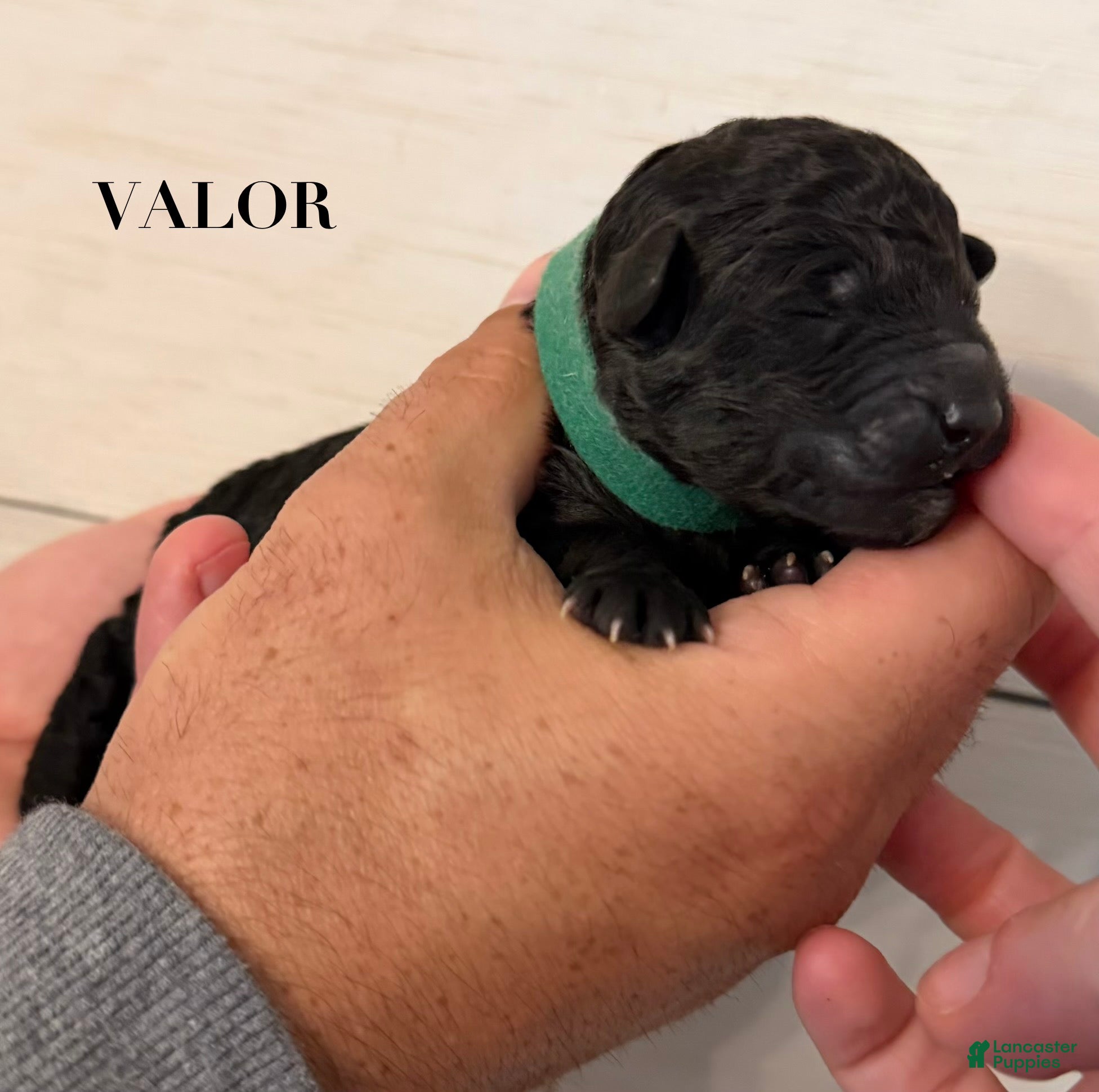 Standard Poodle dogs Standard Poodle Puppy 4 - Ad 25