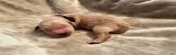 Golden Retriever dogs for sale: Golden Retriever 5 - Ad 1