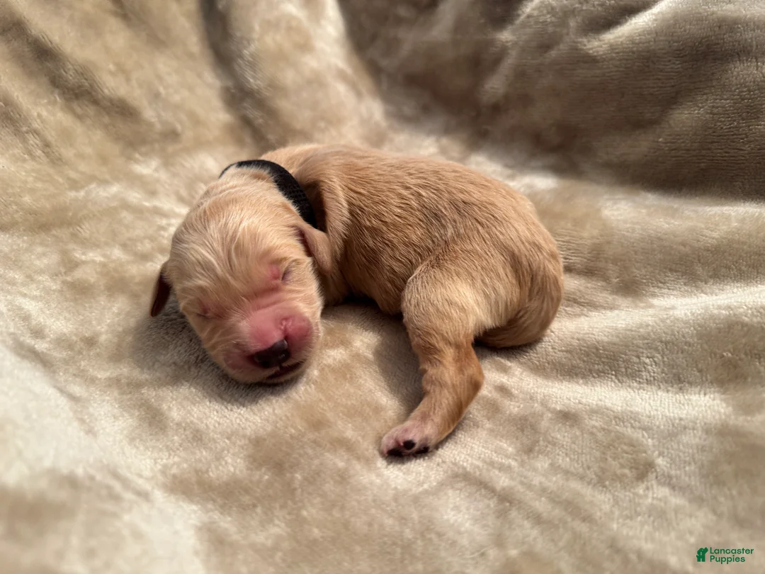 Golden Retriever dogs for sale: Golden Retriever 5 - Ad 1