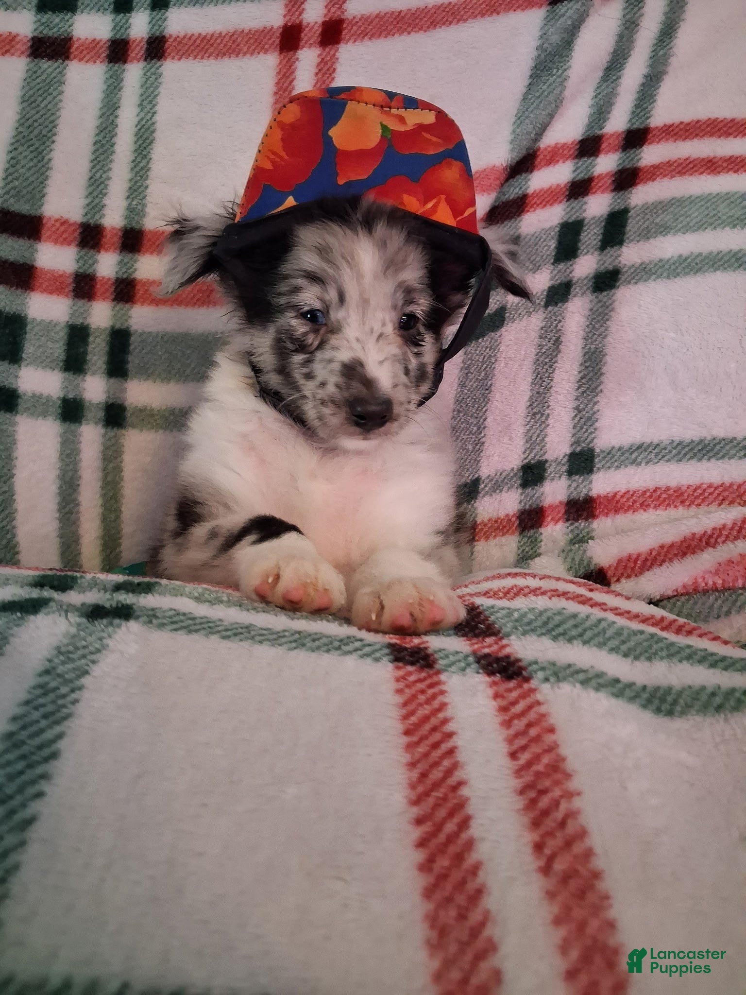 Shetland Sheepdog dogs Marcus - Ad 1