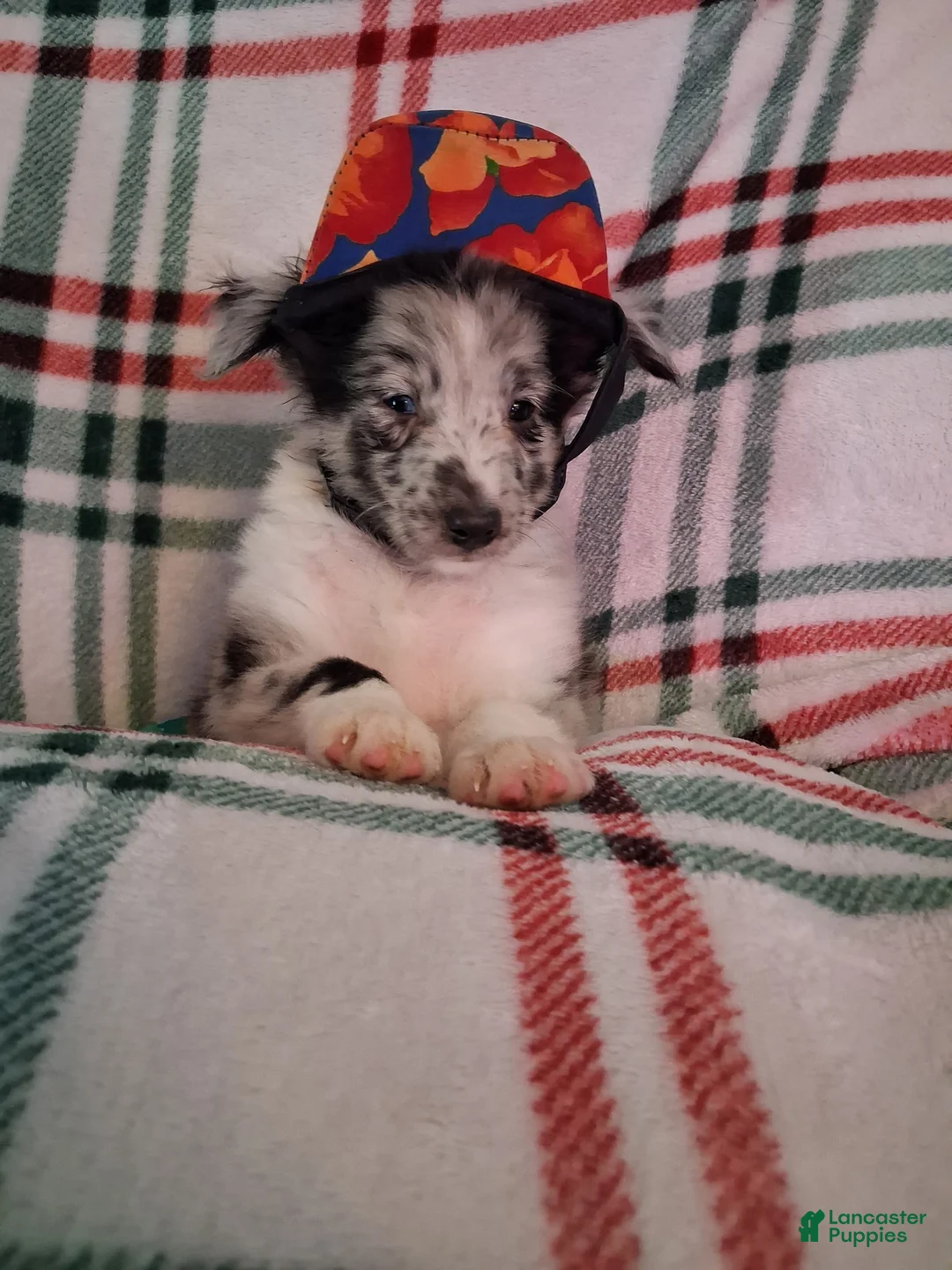 Shetland Sheepdog dogs for sale: Marcus - Ad 1