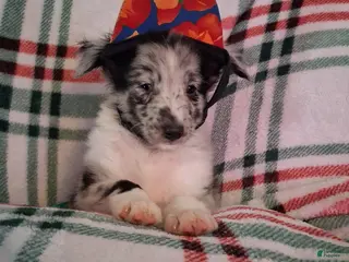 Shetland Sheepdog dogs Marcus - Ad 31