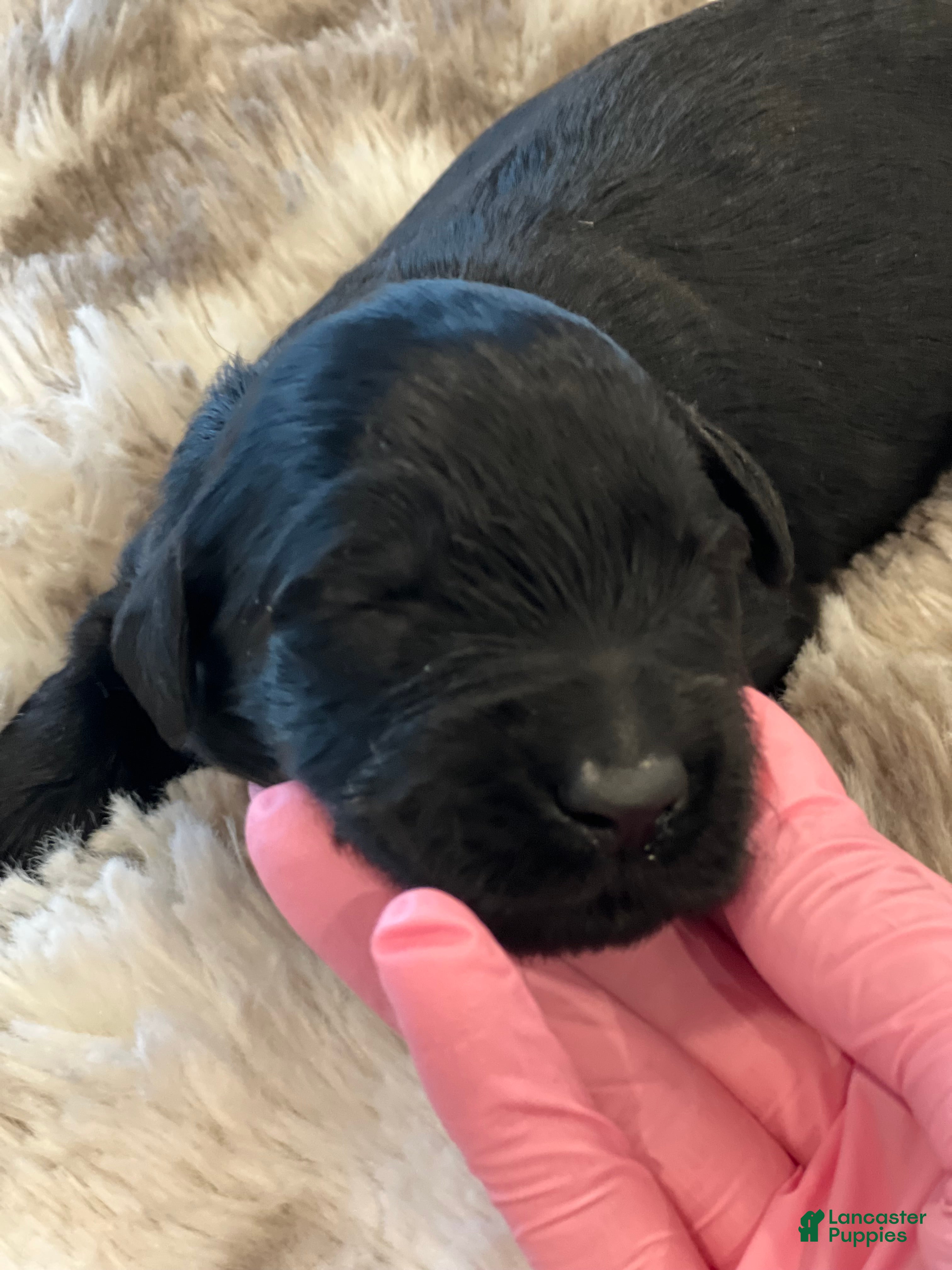 Giant Schnauzer dogs Theodore - Ad 9