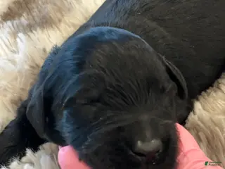 Giant Schnauzer dogs Theodore - Ad 9