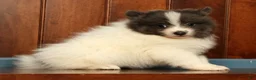 Pomeranian dogs for sale: Miles - Ad 8