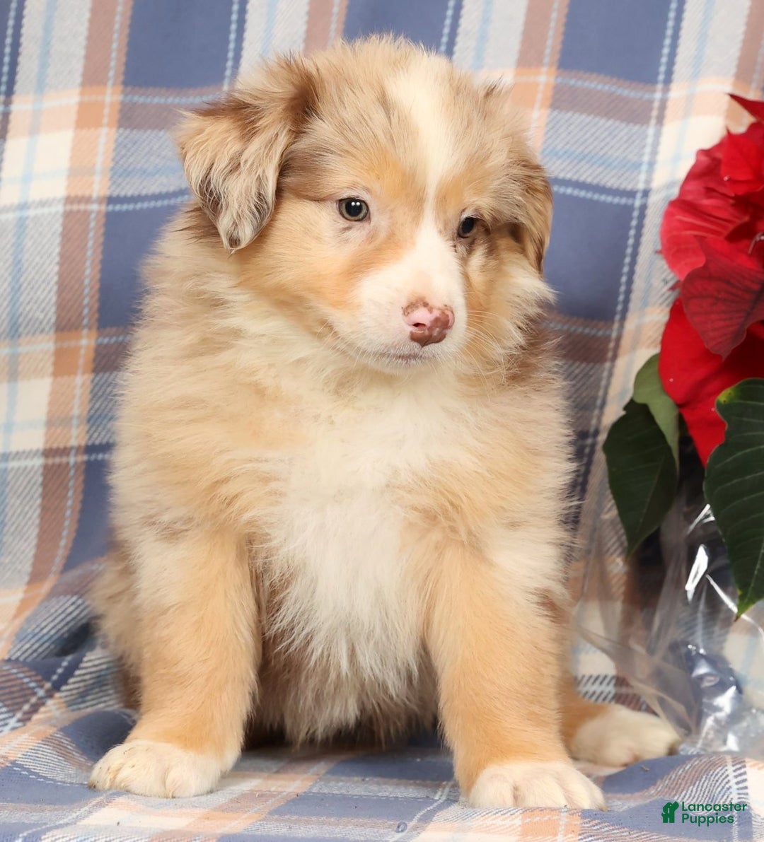 Australian Shepherd dogs for sale: Skipper - Ad 4