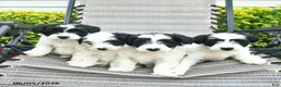 Yorkiepoo dogs for sale: Bowe  - Ad 5