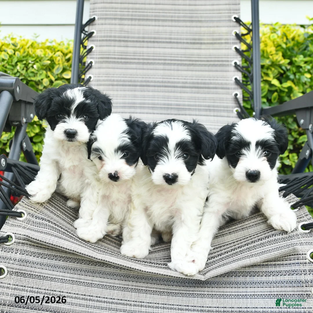 Yorkiepoo dogs for sale: Bowe  - Ad 5