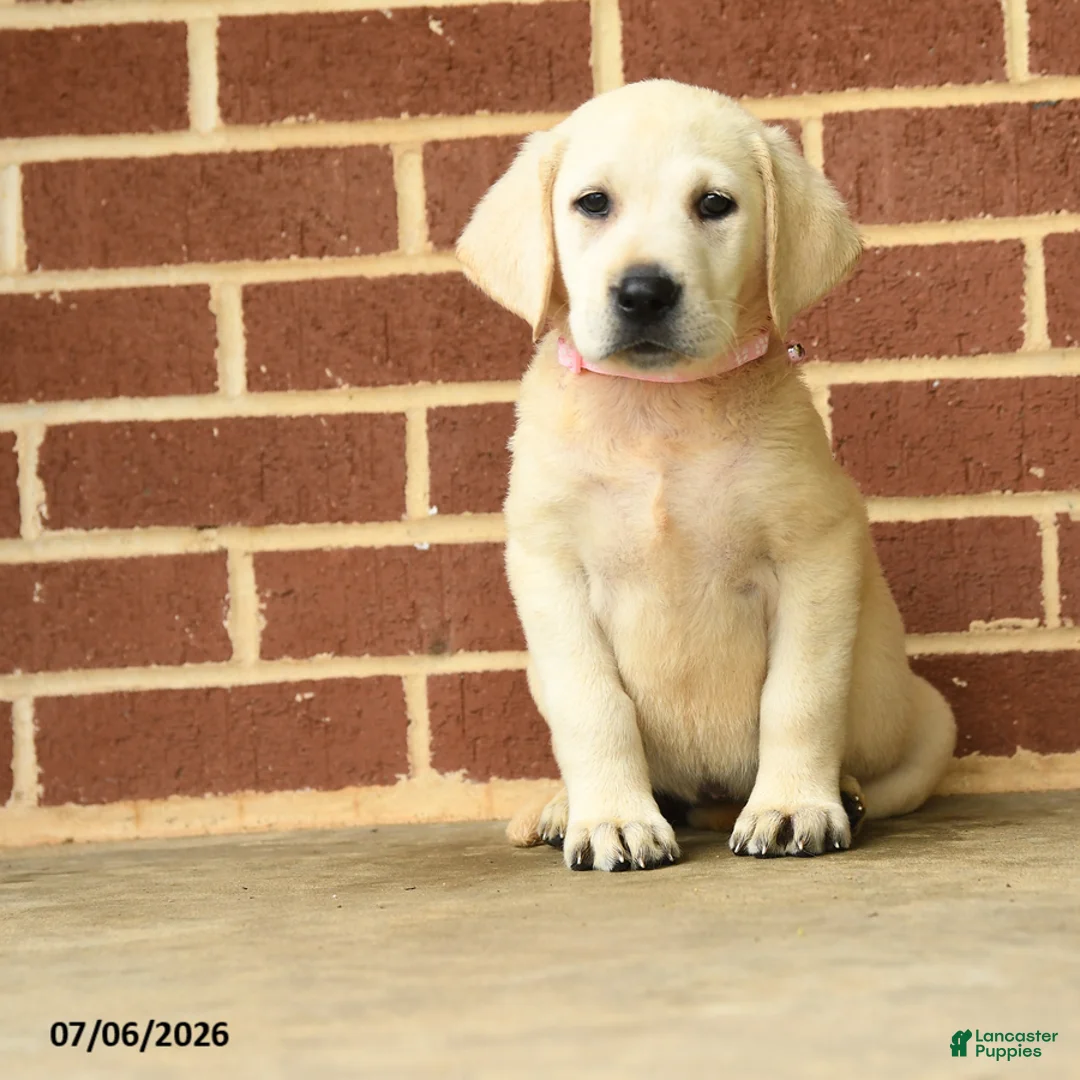 Labrador Retriever dogs for sale: Beth - Ad 1