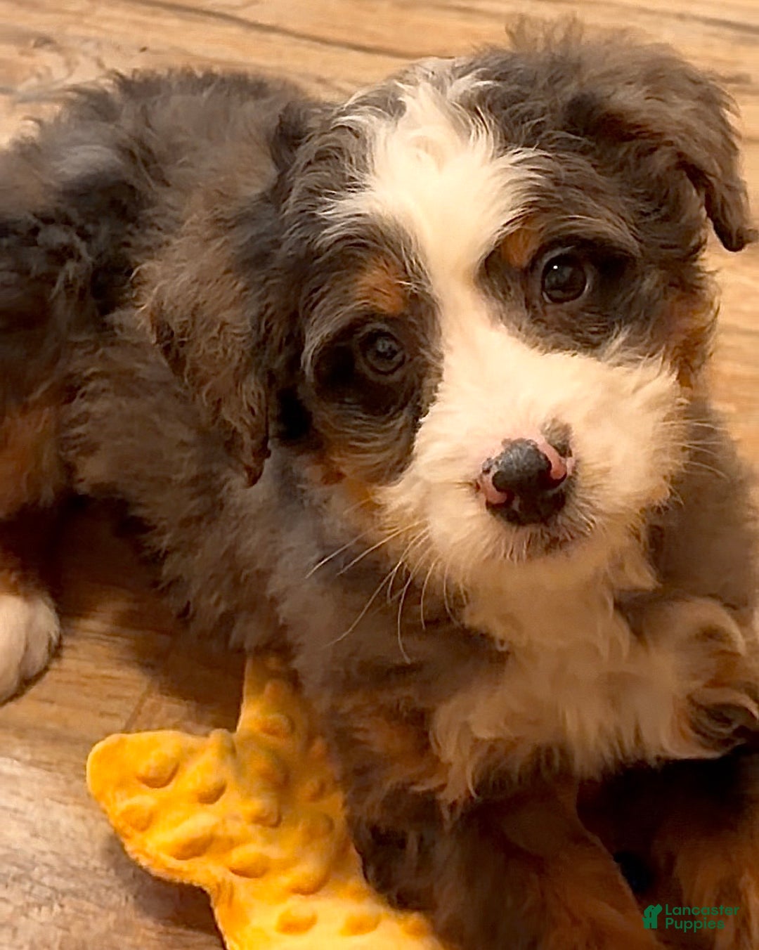 Mini Bernedoodle dogs for sale: 💚 IN BOSTON MASSACHUSETTS AREA 💚 BLUE MERLE TRI COLOR BOY 💚 MINI BERNEDOODLE 💚 - Ad 5