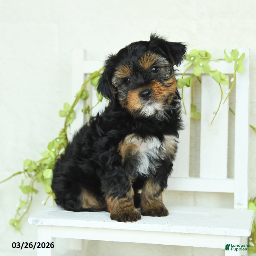 Yorkshire Terrier dogs Smokey - Ad 2