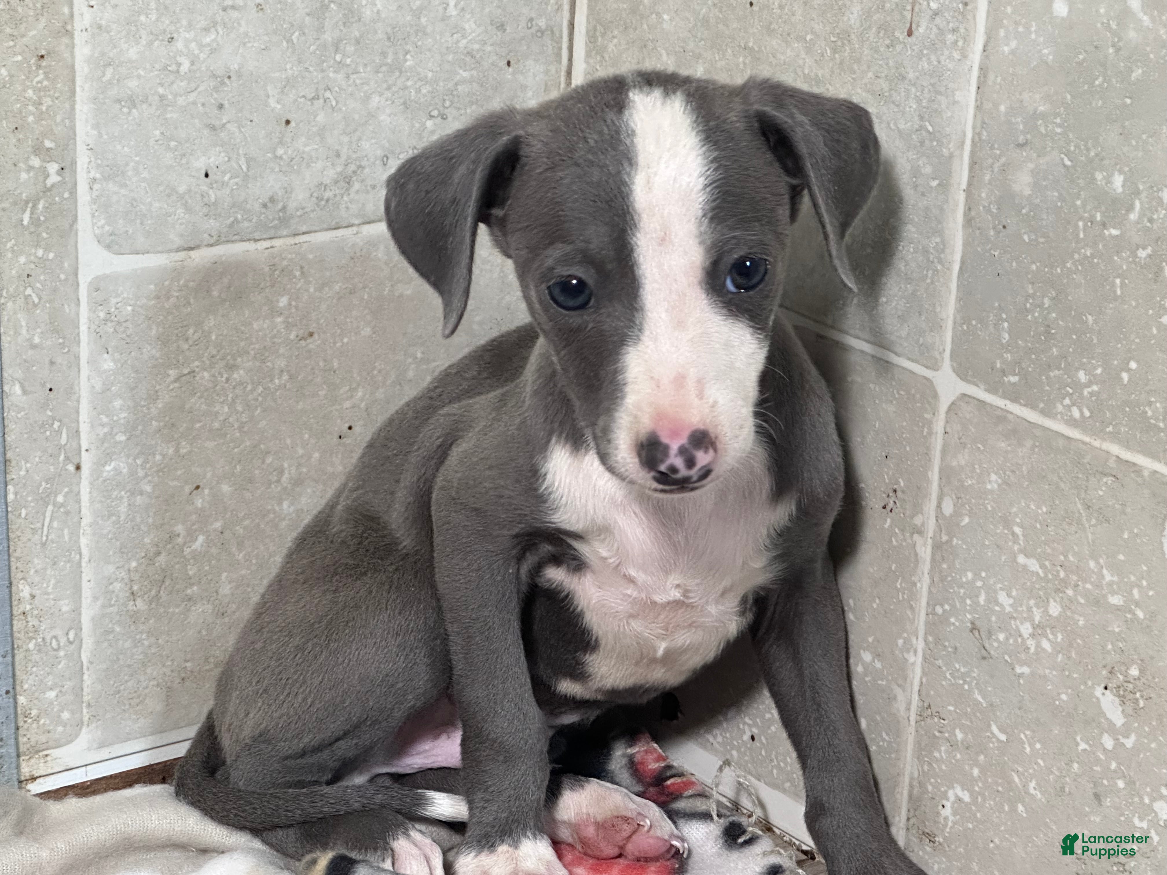 Italian Greyhound dogs Woody - Ad 1