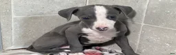 Italian Greyhound dogs for sale: Woody - Ad 1