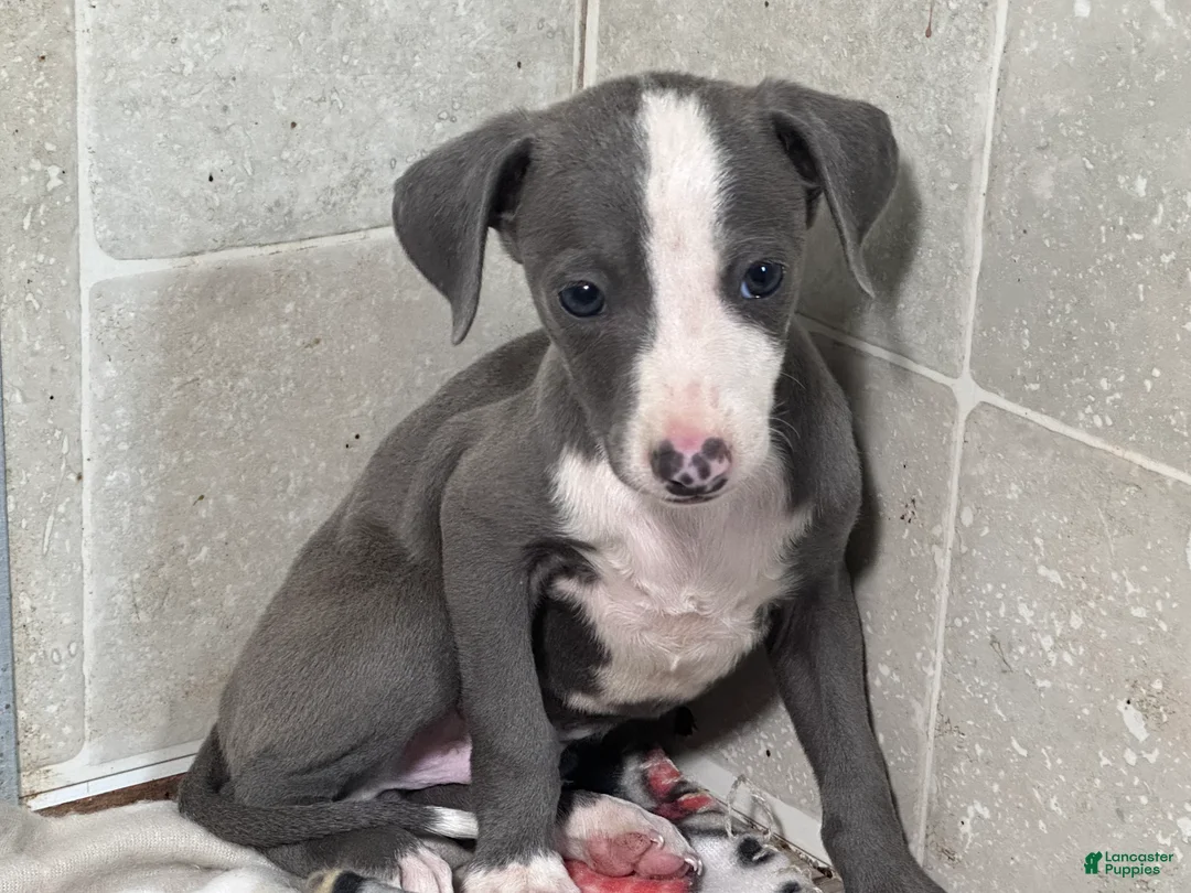 Italian Greyhound dogs for sale: Woody - Ad 1